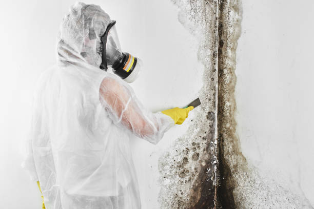 Best Local Mold Removal Service  in , CT