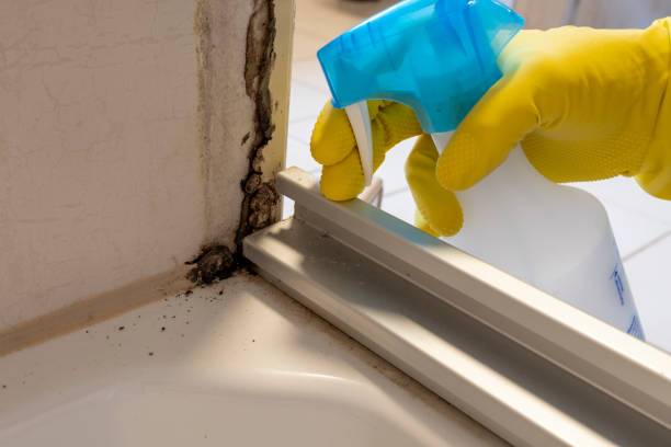 Best Mold Damage Repair  in , CT
