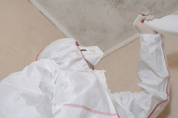 Best Local Mold Removal Service  in , CT