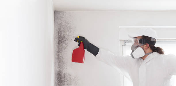 Best Mold Testing  in , CT