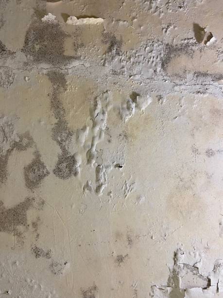 Best Commercial Mold Removal  in , CT