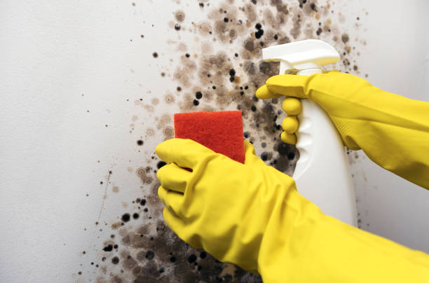 Best Mold Cleaning Services  in , CT