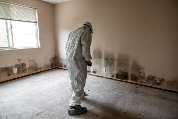 Best Mold Testing  in , CT