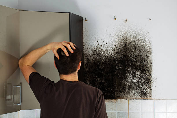 Best Affordable Mold Removal  in , CT
