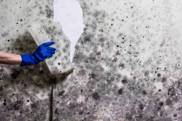 Best Toxic Mold Removal  in , CT