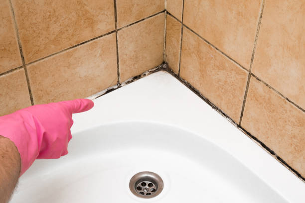Best Toxic Mold Removal  in , CT